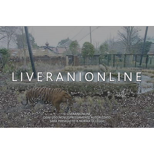 The official opening of ZSL London Zoo\'s new £3.6m Sumatran tiger enclosure, Tiger Territory, home to Sumatran tigers Jae Jae and Melati. at ZSL London Zoo, London. 20th March 2013. ©PHOTOSHOT/AGENZIA ALDO LIVERANI SAS - ITALY ONLY - Una delle due tigri di Sumatra in via di estinzione ospitate nello Zoo di Londra