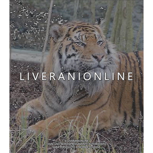 The official opening of ZSL London Zoo\'s new £3.6m Sumatran tiger enclosure, Tiger Territory, home to Sumatran tigers Jae Jae and Melati. at ZSL London Zoo, London. 20th March 2013. ©PHOTOSHOT/AGENZIA ALDO LIVERANI SAS - ITALY ONLY - Una delle due tigri di Sumatra in via di estinzione ospitate nello Zoo di Londra