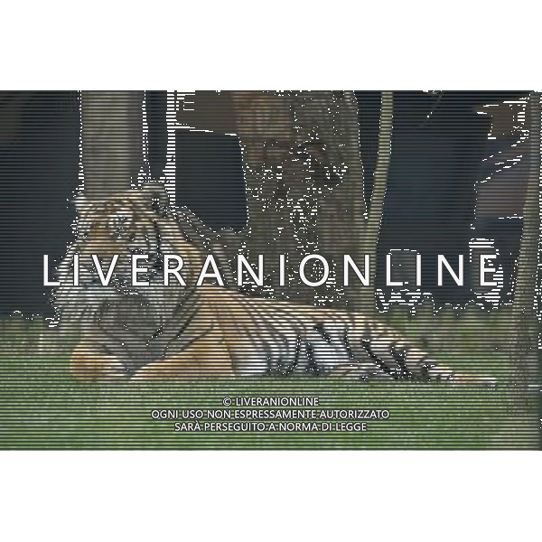 ZSL London ZooÕs brand new Sumatran tiger enclosure was given the royal seal of approval today, when officially opened by HRH The Duke of Edinburgh. Tiger Territory, a £3.6m project, is home to Jae Jae and Melati, EuropeÕs most genetically important pair of Sumatran tigers who were matched by the global breeding programme for the critically endangered species. ©PHOTOSHOT/AGENZIA ALDO LIVERANI SAS - ITALY ONLY - Una delle due tigri di Sumatra in via di estinzione ospitate nello Zoo di Londra