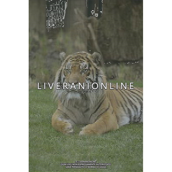 ZSL London ZooÕs brand new Sumatran tiger enclosure was given the royal seal of approval today, when officially opened by HRH The Duke of Edinburgh. Tiger Territory, a £3.6m project, is home to Jae Jae and Melati, EuropeÕs most genetically important pair of Sumatran tigers who were matched by the global breeding programme for the critically endangered species. ©PHOTOSHOT/AGENZIA ALDO LIVERANI SAS - ITALY ONLY - Una delle due tigri di Sumatra in via di estinzione ospitate nello Zoo di Londra