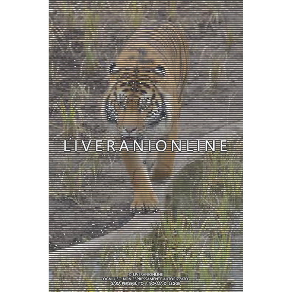 ZSL London ZooÕs brand new Sumatran tiger enclosure was given the royal seal of approval today, when officially opened by HRH The Duke of Edinburgh. Tiger Territory, a £3.6m project, is home to Jae Jae and Melati, EuropeÕs most genetically important pair of Sumatran tigers who were matched by the global breeding programme for the critically endangered species. ©PHOTOSHOT/AGENZIA ALDO LIVERANI SAS - ITALY ONLY - Una delle due tigri di Sumatra in via di estinzione ospitate nello Zoo di Londra