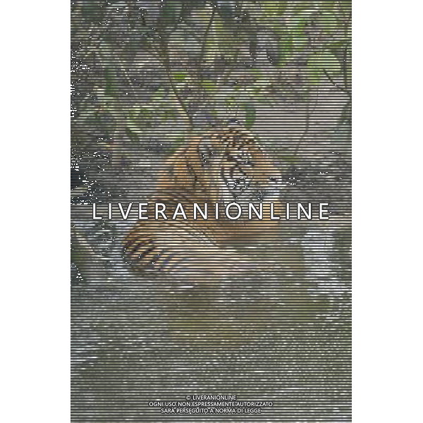 ZSL London ZooÕs brand new Sumatran tiger enclosure was given the royal seal of approval today, when officially opened by HRH The Duke of Edinburgh. Tiger Territory, a £3.6m project, is home to Jae Jae and Melati, EuropeÕs most genetically important pair of Sumatran tigers who were matched by the global breeding programme for the critically endangered species. ©PHOTOSHOT/AGENZIA ALDO LIVERANI SAS - ITALY ONLY - Una delle due tigri di Sumatra in via di estinzione ospitate nello Zoo di Londra