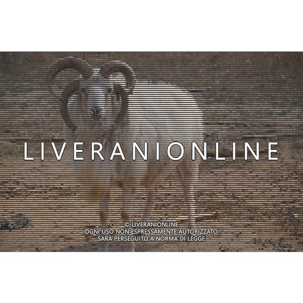 (130321) -- BINZHOU, March 21, 2013 () -- A goat with four horns is seen at a farm at Nanchang Village in Binzhou, east China\'s Shandong Province, March 21, 2013. (/Zhang Binbin) (wqq) ©photoshot/AGENZIA ALDO LIVERANI SAS - ITALY ONLY - Una capra con quattro corna in una fattoria al villaggio Nanchang a Binzhou, Cina orientale di Shandong Province, 21 marzo 2013.