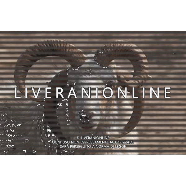 (130321) -- BINZHOU, March 21, 2013 () -- A goat with four horns is seen at a farm at Nanchang Village in Binzhou, east China\'s Shandong Province, March 21, 2013. (/Zhang Binbin) (wqq) ©photoshot/AGENZIA ALDO LIVERANI SAS - ITALY ONLY - Una capra con quattro corna in una fattoria al villaggio Nanchang a Binzhou, Cina orientale di Shandong Province, 21 marzo 2013.