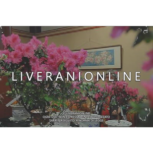 (130319) -- FUZHOU, March 19, 2013 () -- A visitor takes photos of azalea flowers at the first Fuzhou Azalea Cultural Festival in Fuzhou, capital of southeast China\'s Fujian Province, March 19, 2013. The festival kicked off on Tuesday, displaying over 100 species of azalea flowers. (/Lin Shanchuan) (zc) ©photoshot/AGENZIA ALDO LIVERANI SAS - ITALY ONLY - Oltre 100 specie di piante da fiori di Azalea in mostra al primo Festival culturale di azalee a Fuzhou, capitale della Cina sud-orientale della provincia del Fujian, 19 Marzo 2013.