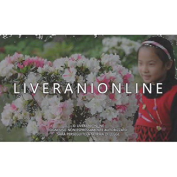 (130319) -- FUZHOU, March 19, 2013 () -- A child views azalea flowers at the first Fuzhou Azalea Cultural Festival in Fuzhou, capital of southeast China\'s Fujian Province, March 19, 2013. The festival kicked off on Tuesday, displaying over 100 species of azalea flowers. (/Lin Shanchuan) (zc) ©photoshot/AGENZIA ALDO LIVERANI SAS - ITALY ONLY - Oltre 100 specie di piante da fiori di Azalea in mostra al primo Festival culturale di azalee a Fuzhou, capitale della Cina sud-orientale della provincia del Fujian, 19 Marzo 2013.