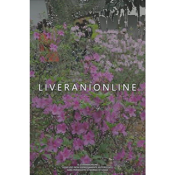 (130319) -- FUZHOU, March 19, 2013 () -- Photo taken on March 19, 2013 shows azalea flowers at the first Fuzhou Azalea Cultural Festival in Fuzhou, capital of southeast China\'s Fujian Province. The festival kicked off on Tuesday, displaying over 100 species of azalea flowers. (/Lin Shanchuan) (zc) ©photoshot/AGENZIA ALDO LIVERANI SAS - ITALY ONLY - Oltre 100 specie di piante da fiori di Azalea in mostra al primo Festival culturale di azalee a Fuzhou, capitale della Cina sud-orientale della provincia del Fujian, 19 Marzo 2013.