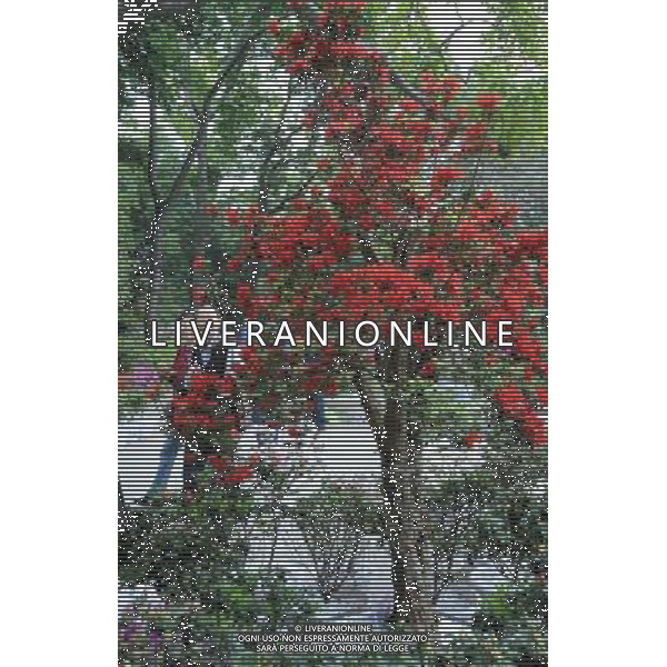 (130319) -- FUZHOU, March 19, 2013 () -- Visitors view azalea flowers at the first Fuzhou Azalea Cultural Festival in Fuzhou, capital of southeast China\'s Fujian Province, March 19, 2013. The festival kicked off on Tuesday, displaying over 100 species of azalea flowers. (/Lin Shanchuan) (zc) ©photoshot/AGENZIA ALDO LIVERANI SAS - ITALY ONLY - Oltre 100 specie di piante da fiori di Azalea in mostra al primo Festival culturale di azalee a Fuzhou, capitale della Cina sud-orientale della provincia del Fujian, 19 Marzo 2013.