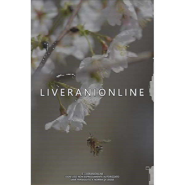 (130322) -- BEIJING, March 22, 2013 () -- A bee gathers honey from a cherry blossom at the Yuyuantan Park in Beijing, capital of China, March 22, 2013. The 25th Yuyuantan Cherry Blossom Festival will kick off on Saturday. (/Li Jundong) (zc) ©Photoshot/AGENZIA ALDO LIVERANI SAS-ITALY ONLY - EDITORIAL USE ONLY