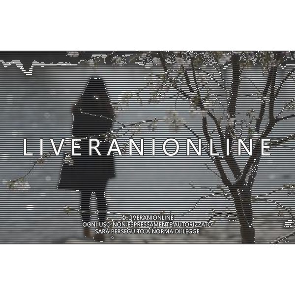 (130322) -- BEIJING, March 22, 2013 () -- A girl stands by a cherry tree at the Yuyuantan Park in Beijing, capital of China, March 22, 2013. The 25th Yuyuantan Cherry Blossom Festival will kick off on Saturday. (/Li Jundong) (zc) ©Photoshot/AGENZIA ALDO LIVERANI SAS-ITALY ONLY - EDITORIAL USE ONLY