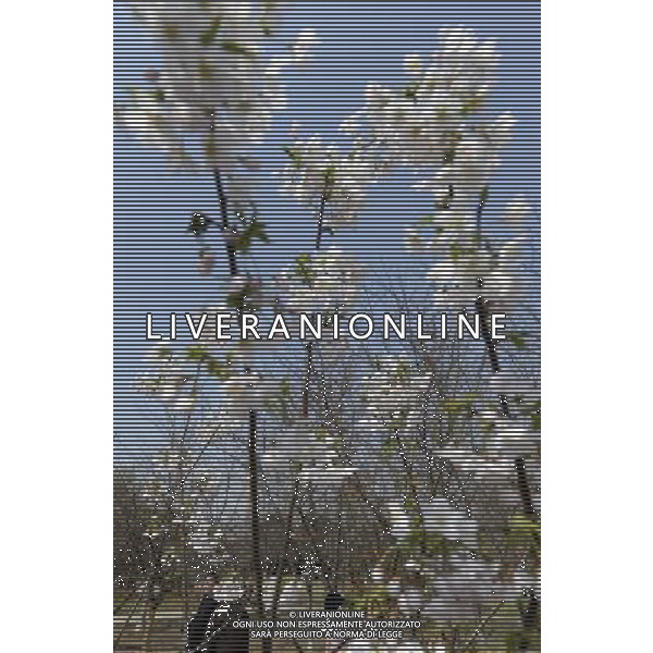 (130322) -- BEIJING, March 22, 2013 () -- Visitors view cherry blossoms at the Yuyuantan Park in Beijing, capital of China, March 22, 2013. The 25th Yuyuantan Cherry Blossom Festival will kick off on Saturday. (/Li Jundong) (zc) ©Photoshot/AGENZIA ALDO LIVERANI SAS-ITALY ONLY - EDITORIAL USE ONLY