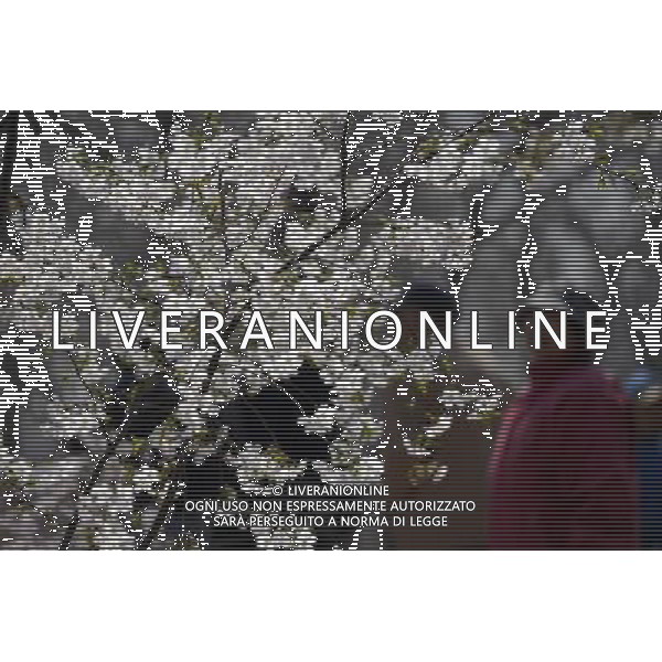 (130322) -- BEIJING, March 22, 2013 () -- Visitors view cherry blossoms at the Yuyuantan Park in Beijing, capital of China, March 22, 2013. The 25th Yuyuantan Cherry Blossom Festival will kick off on Saturday. (/Li Jundong) (zc) ©Photoshot/AGENZIA ALDO LIVERANI SAS-ITALY ONLY - EDITORIAL USE ONLY