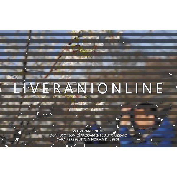 (130323) -- BEIJING, March 23, 2013 () -- A tourist takes photos of cherry blossoms at Yuyuantan Park in Beijing, capital of China, March 23, 2013. The 25th Yuyuantan Cherry Blossom Festival kicked off on Saturday. (/Chen Yehua) (zn) ©Photoshot/AGENZIA ALDO LIVERANI SAS-ITALY ONLY - EDITORIAL USE ONLY