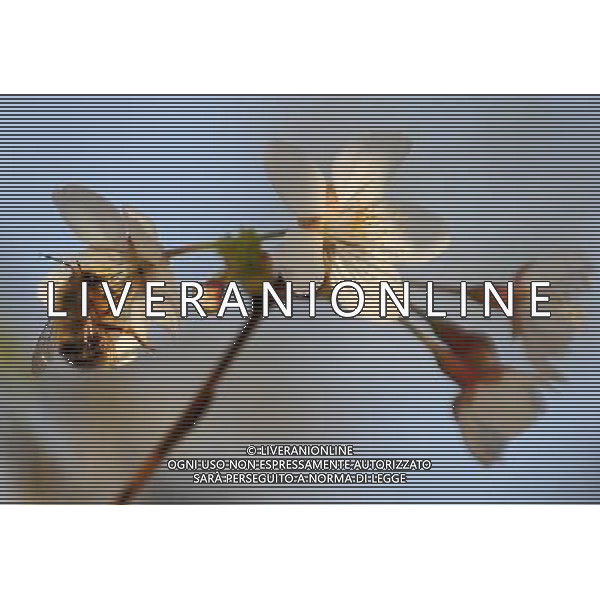 (130323) -- BEIJING, March 23, 2013 () -- A bee gathers nectar from cherry blossoms at Yuyuantan Park in Beijing, capital of China, March 23, 2013. The 25th Yuyuantan Cherry Blossom Festival kicked off on Saturday. (/Chen Yehua) (zn) ©Photoshot/AGENZIA ALDO LIVERANI SAS-ITALY ONLY - EDITORIAL USE ONLY