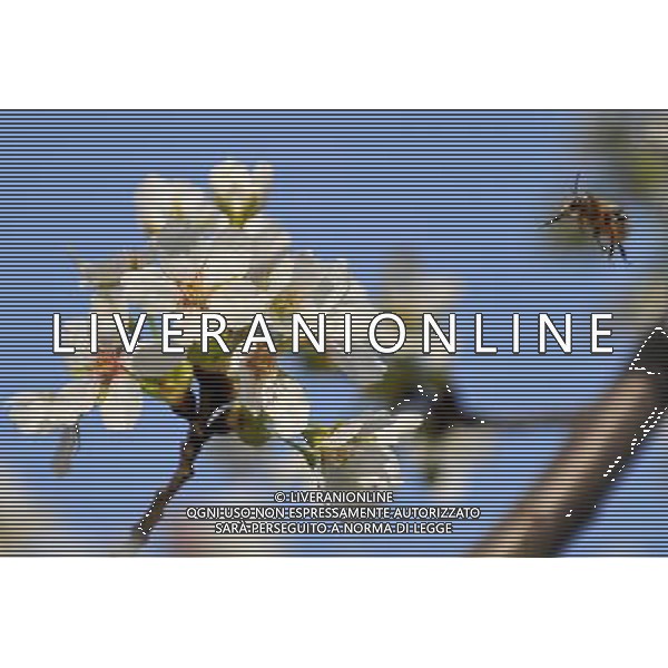 (130323) -- BEIJING, March 23, 2013 () -- A bee gathers nectar from cherry blossoms at Yuyuantan Park in Beijing, capital of China, March 23, 2013. The 25th Yuyuantan Cherry Blossom Festival kicked off on Saturday. (/Chen Yehua) (zn) ©Photoshot/AGENZIA ALDO LIVERANI SAS-ITALY ONLY - EDITORIAL USE ONLY