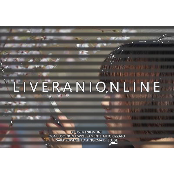 (130323) -- BEIJING, March 23, 2013 () -- A tourist takes photos of cherry blossoms at Yuyuantan Park in Beijing, capital of China, March 23, 2013. The 25th Yuyuantan Cherry Blossom Festival kicked off on Saturday. (/Chen Yehua) (zn) ©Photoshot/AGENZIA ALDO LIVERANI SAS-ITALY ONLY - EDITORIAL USE ONLY