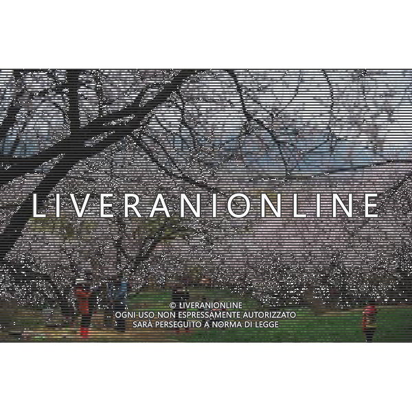 (130323) -- NYINGCHI, March 23, 2013 () -- Visitors view peach flowers in Nyingchi, southwest China\'s Tibet Autonomous Region, March 23, 2013. The 11th Nyingchi Peach Flower Cultural Tourism Festival kicked off on Saturday, attracting numbers of tourists. (/Wen Tao) (zc) ©Photoshot/AGENZIA ALDO LIVERANI SAS-ITALY ONLY - EDITORIAL USE ONLY