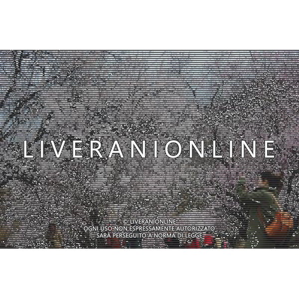 (130323) -- NYINGCHI, March 23, 2013 () -- Visitors view peach flowers in Nyingchi, southwest China\'s Tibet Autonomous Region, March 23, 2013. The 11th Nyingchi Peach Flower Cultural Tourism Festival kicked off on Saturday, attracting numbers of tourists. (/Wen Tao) (zc) ©Photoshot/AGENZIA ALDO LIVERANI SAS-ITALY ONLY - EDITORIAL USE ONLY