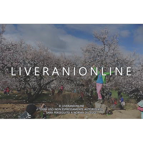 (130323) -- NYINGCHI, March 23, 2013 () -- A visitor poses for photos in front of a peach tree in Nyingchi, southwest China\'s Tibet Autonomous Region, March 23, 2013. The 11th Nyingchi Peach Flower Cultural Tourism Festival kicked off on Saturday, attracting numbers of tourists. (/Wen Tao) (zc) ©Photoshot/AGENZIA ALDO LIVERANI SAS-ITALY ONLY - EDITORIAL USE ONLY