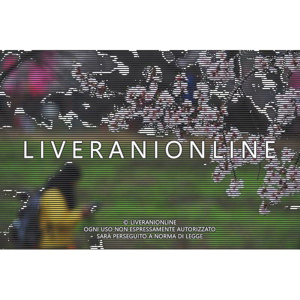 (130323) -- NYINGCHI, March 23, 2013 () -- Photo taken on March 23, 2013 shows peach flowers in Nyingchi, southwest China\'s Tibet Autonomous Region. The 11th Nyingchi Peach Flower Cultural Tourism Festival kicked off on Saturday, attracting numbers of tourists. (/Wen Tao) (zc) ©Photoshot/AGENZIA ALDO LIVERANI SAS-ITALY ONLY - EDITORIAL USE ONLY