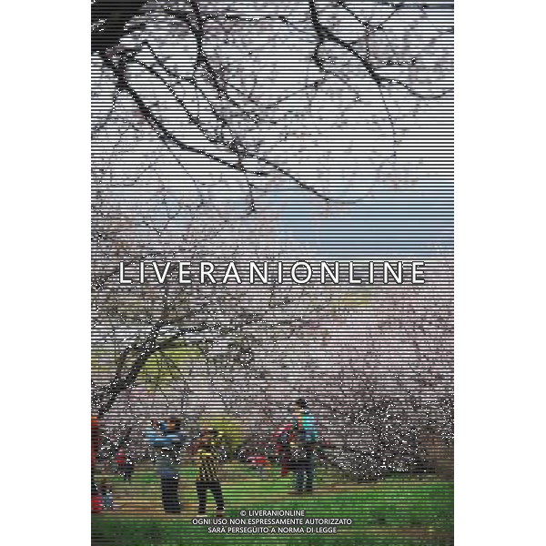 (130323) -- NYINGCHI, March 23, 2013 () -- Visitors view peach flowers in Nyingchi, southwest China\'s Tibet Autonomous Region, March 23, 2013. The 11th Nyingchi Peach Flower Cultural Tourism Festival kicked off on Saturday, attracting numbers of tourists. (/Wen Tao) (zc) ©Photoshot/AGENZIA ALDO LIVERANI SAS-ITALY ONLY - EDITORIAL USE ONLY