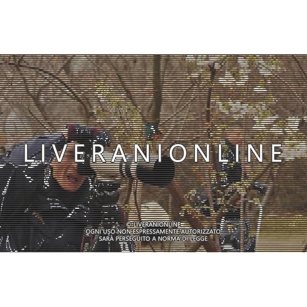 (130323) -- BEIJING, March 23, 2013 () -- A visitor takes photos of cherry blossoms at Yuyuantan Park in Beijing, capital of China, March 23, 2013. The 25th Yuyuantan Cherry Blossom Festival kicked off on Saturday, attracting numbers of visitors. (/Wang Jingqiang) (zc) ©Photoshot/AGENZIA ALDO LIVERANI SAS-ITALY ONLY - EDITORIAL USE ONLY