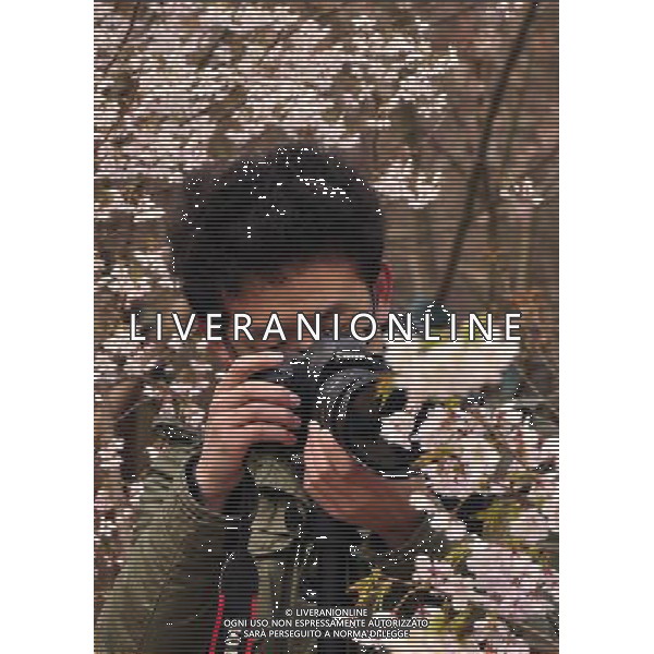 (130323) -- BEIJING, March 23, 2013 () -- A visitor takes photos of cherry blossoms at Yuyuantan Park in Beijing, capital of China, March 23, 2013. The 25th Yuyuantan Cherry Blossom Festival kicked off on Saturday, attracting numbers of visitors. (/Wang Jingqiang) (zc) ©Photoshot/AGENZIA ALDO LIVERANI SAS-ITALY ONLY - EDITORIAL USE ONLY