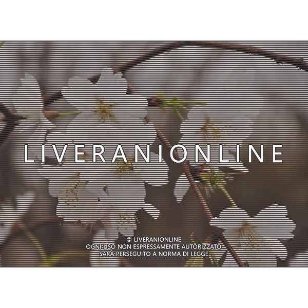 (130323) -- BEIJING, March 23, 2013 () -- Photo taken on March 23, 2013 shows cherry blossoms at Yuyuantan Park in Beijing, capital of China. The 25th Yuyuantan Cherry Blossom Festival kicked off on Saturday, attracting numbers of visitors. (/Wang Jingqiang) (zc) ©Photoshot/AGENZIA ALDO LIVERANI SAS-ITALY ONLY - EDITORIAL USE ONLY