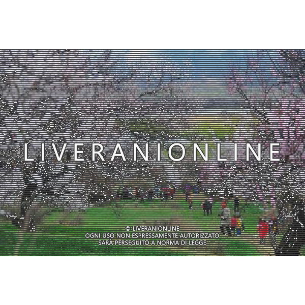 (130323) -- NYINGCHI, March 23, 2013 () -- Visitors view peach flowers in Nyingchi, southwest China\'s Tibet Autonomous Region, March 23, 2013. The 11th Nyingchi Peach Flower Cultural Tourism Festival kicked off on Saturday, attracting numbers of tourists. (/Wen Tao) (zc) ©Photoshot/AGENZIA ALDO LIVERANI SAS-ITALY ONLY - EDITORIAL USE ONLY