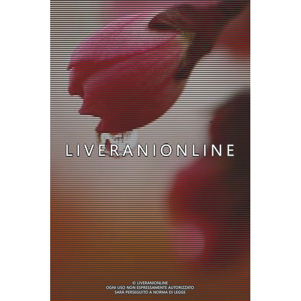 (130322) -- NANTONG, March 22, 2013 () -- Photo taken on March 22, 2013 shows a drop of water hanging on a flower bud in Nantong, east China\'s Jiangsu Province. (/Cui Genyuan) (lfj) ©Photoshot/AGENZIA ALDO LIVERANI SAS-ITALY ONLY - EDITORIAL USE ONLY