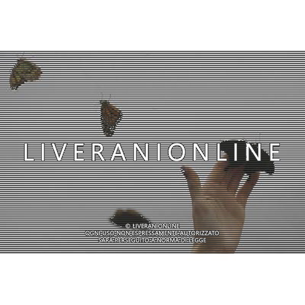 A woman holds a butterfly in the \'Sensational Butterflies\' exhibition at the Natural History Museum on 25 March, 2013 in London, Britain. The live, tropical butterfly house will be stationed on the Natural History Museum\'s east lawn from March 29, 2013 until September 15, 2013. ©Photoshot/AGENZIA ALDO LIVERANI SAS-ITALY ONLY - EDITORIAL USE ONLY