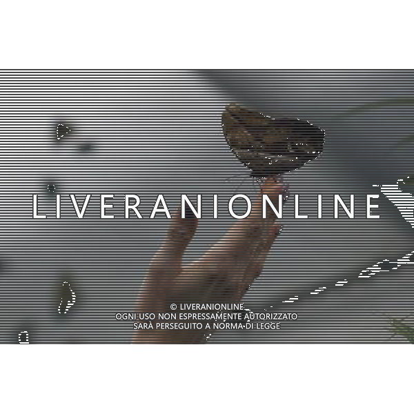 A woman holds a butterfly in the \'Sensational Butterflies\' exhibition at the Natural History Museum on 25 March, 2013 in London, Britain. The live, tropical butterfly house will be stationed on the Natural History Museum\'s east lawn from March 29, 2013 until September 15, 2013. ©Photoshot/AGENZIA ALDO LIVERANI SAS-ITALY ONLY - EDITORIAL USE ONLY