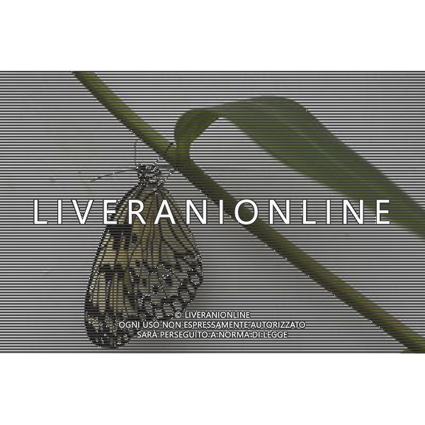 A butterfly in the \'Sensational Butterflies\' exhibition at the Natural History Museum on 25 March, 2013 in London, Britain. The live, tropical butterfly house will be stationed on the Natural History Museum\'s east lawn from March 29, 2013 until September 15, 2013. ©Photoshot/AGENZIA ALDO LIVERANI SAS-ITALY ONLY - EDITORIAL USE ONLY