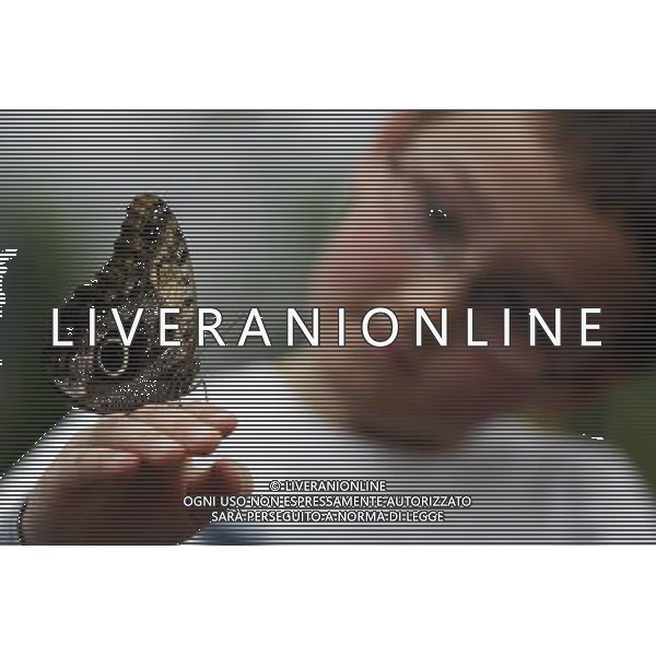 A butterfly lands on a boy hand in the \'Sensational Butterflies\' exhibition at the Natural History Museum on 25 March, 2013 in London, Britain. The live, tropical butterfly house will be stationed on the Natural History Museum\'s east lawn from March 29, 2013 until September 15, 2013. ©Photoshot/AGENZIA ALDO LIVERANI SAS-ITALY ONLY - EDITORIAL USE ONLY