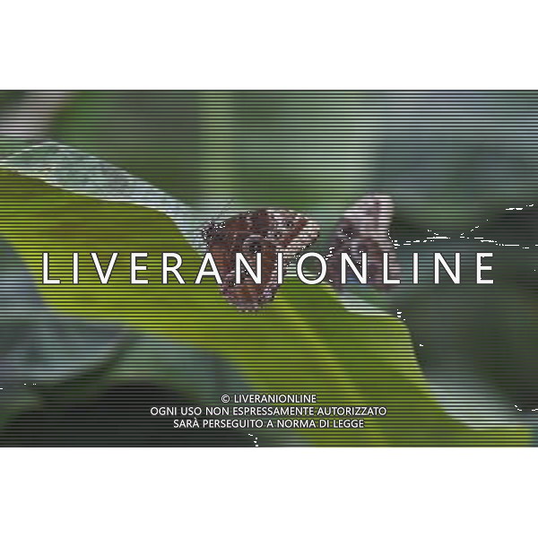 A butterfly in the \'Sensational Butterflies\' exhibition at the Natural History Museum on 25 March, 2013 in London, Britain. The live, tropical butterfly house will be stationed on the Natural History Museum\'s east lawn from March 29, 2013 until September 15, 2013. ©Photoshot/AGENZIA ALDO LIVERANI SAS-ITALY ONLY - EDITORIAL USE ONLY