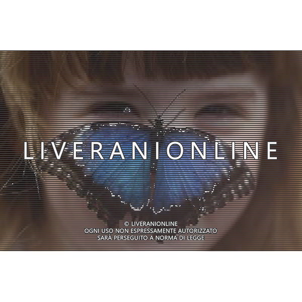 A butterfly lands on a girl face in the \'Sensational Butterflies\' exhibition at the Natural History Museum on 25 March, 2013 in London, Britain. The live, tropical butterfly house will be stationed on the Natural History Museum\'s east lawn from March 29, 2013 until September 15, 2013. ©Photoshot/AGENZIA ALDO LIVERANI SAS-ITALY ONLY - EDITORIAL USE ONLY