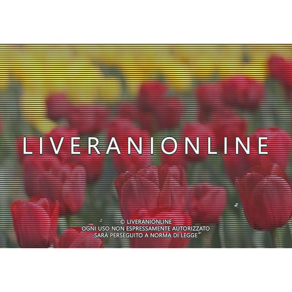 (130330) -- WUXI, March 30, 2013 () -- Tulip flowers blossom in Wuxi City, east CHina\'s Jiangsu Province, March 30, 2013. (/Luo Jun) (ry) ©photoshot/AGENZIA ALDO LIVERANI SAS - ITALY ONLY - Fiori di Tulipani nella citta\' di Wuxi, Cina orientale nella provincia del Jiangsu, 30 marzo 2013.