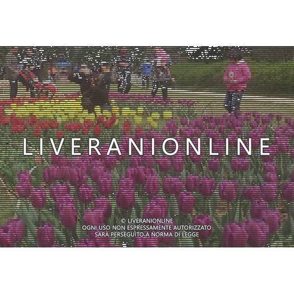 (130330) -- WUXI, March 30, 2013 () -- Visitors view tulip flowers in Wuxi City, east CHina\'s Jiangsu Province, March 30, 2013. (/Luo Jun) (ry) ©photoshot/AGENZIA ALDO LIVERANI SAS - ITALY ONLY - Fiori di Tulipani nella citta\' di Wuxi, Cina orientale nella provincia del Jiangsu, 30 marzo 2013.