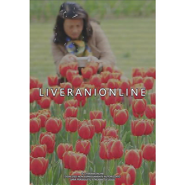 (130330) -- WUXI, March 30, 2013 () -- A visitor takes photos of tulip flowers in Wuxi City, east CHina\'s Jiangsu Province, March 30, 2013. (/Luo Jun) (ry) ©photoshot/AGENZIA ALDO LIVERANI SAS - ITALY ONLY - Fiori di Tulipani nella citta\' di Wuxi, Cina orientale nella provincia del Jiangsu, 30 marzo 2013.
