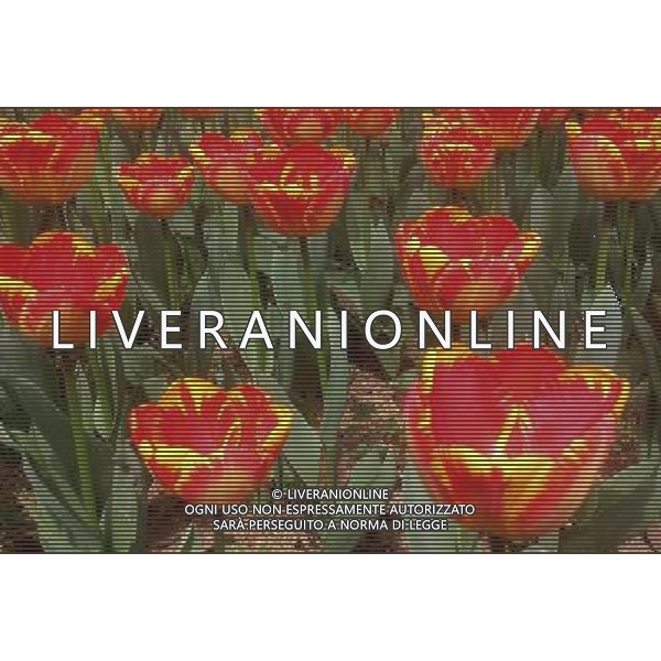 (130330) -- WUXI, March 30, 2013 () -- Tulip flowers blossom in Wuxi City, east CHina\'s Jiangsu Province, March 30, 2013. (/Luo Jun) (ry) ©photoshot/AGENZIA ALDO LIVERANI SAS - ITALY ONLY - Fiori di Tulipani nella citta\' di Wuxi, Cina orientale nella provincia del Jiangsu, 30 marzo 2013.