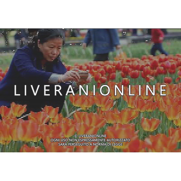 (130330) -- WUXI, March 30, 2013 () -- A visitor takes photos of tulip flowers in Wuxi City, east CHina\'s Jiangsu Province, March 30, 2013. (/Luo Jun) (ry) ©photoshot/AGENZIA ALDO LIVERANI SAS - ITALY ONLY - Fiori di Tulipani nella citta\' di Wuxi, Cina orientale nella provincia del Jiangsu, 30 marzo 2013.
