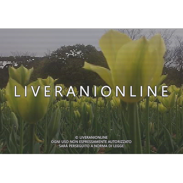 (130330) -- WUXI, March 30, 2013 () -- Tulip flowers blossom in Wuxi City, east CHina\'s Jiangsu Province, March 30, 2013. (/Luo Jun) (ry) ©photoshot/AGENZIA ALDO LIVERANI SAS - ITALY ONLY - Fiori di Tulipani nella citta\' di Wuxi, Cina orientale nella provincia del Jiangsu, 30 marzo 2013.