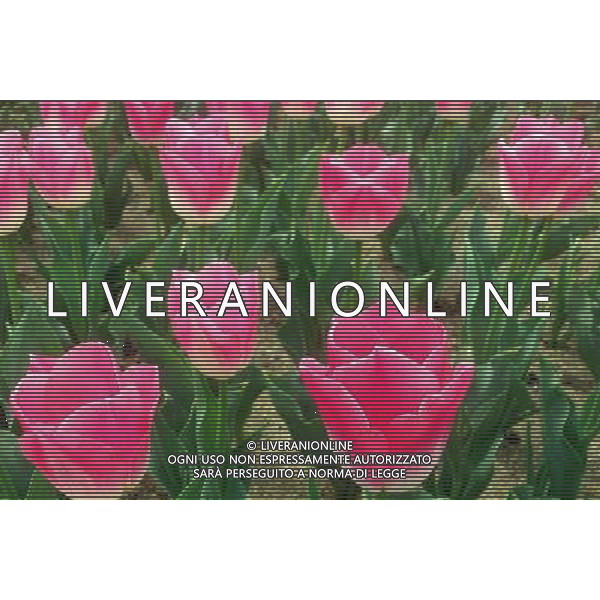 (130330) -- WUXI, March 30, 2013 () -- Tulip flowers blossom in Wuxi City, east CHina\'s Jiangsu Province, March 30, 2013. (/Luo Jun) (ry) ©photoshot/AGENZIA ALDO LIVERANI SAS - ITALY ONLY - Fiori di Tulipani nella citta\' di Wuxi, Cina orientale nella provincia del Jiangsu, 30 marzo 2013.