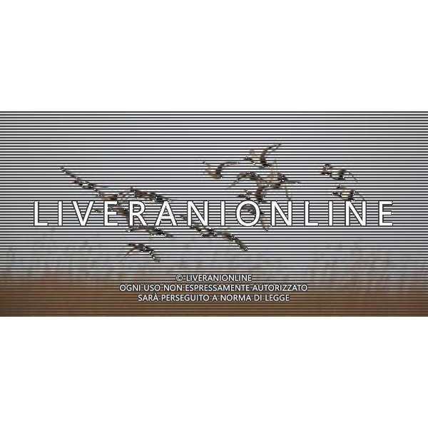 (130330) -- ALTAY, March 30, 2013 () -- Red-crested pochards fly over the Wulungu Lake in Altay, northwest China\'s Xinjiang Uygur Autonomous Region, March 29, 2013. As ice started to melt at Wulungu Lake, many migrant birds began to return. (/Zhang Wencheng) (wjq) ©photoshot/AGENZIA ALDO LIVERANI SAS - ITALY ONLY - Con lo scioglimento dei ghiacci molti uccelli migratori hanno cominciato a tornare nelle riserve in Cina nord-occidentale, 29 marzo 2013.