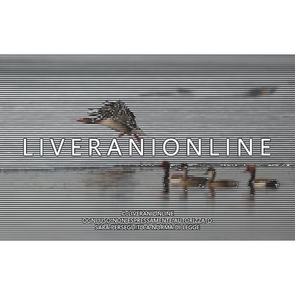 (130330) -- ALTAY, March 30, 2013 () -- Several red-crested pochards rest at the Wulungu Lake in Altay, northwest China\'s Xinjiang Uygur Autonomous Region, March 29, 2013. As ice started to melt at Wulungu Lake, many migrant birds began to return. (/Zhang Wencheng) (wjq) ©photoshot/AGENZIA ALDO LIVERANI SAS - ITALY ONLY - Con lo scioglimento dei ghiacci molti uccelli migratori hanno cominciato a tornare nelle riserve in Cina nord-occidentale, 29 marzo 2013.