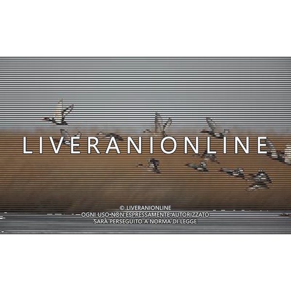 (130330) -- ALTAY, March 30, 2013 () -- Red-crested pochards fly over the Wulungu Lake in Altay, northwest China\'s Xinjiang Uygur Autonomous Region, March 29, 2013. As ice started to melt at Wulungu Lake, many migrant birds began to return. (/Zhang Wencheng) (wjq) ©photoshot/AGENZIA ALDO LIVERANI SAS - ITALY ONLY - Con lo scioglimento dei ghiacci molti uccelli migratori hanno cominciato a tornare nelle riserve in Cina nord-occidentale, 29 marzo 2013.