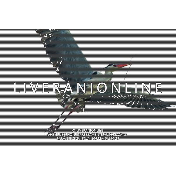 (130330) -- CHONGQING, March 30, 2013 () -- A waterfowl is seen in the Three Gorges Reservoir in Yunyang County in southwest China\'s Chongqing, March 29, 2013. Improved environment near the reservoir has allowed superb conditions for birds to live. (/Chen Jianhua) (zc) ©photoshot/AGENZIA ALDO LIVERANI SAS - ITALY ONLY - Con lo scioglimento dei ghiacci molti uccelli migratori hanno cominciato a tornare nelle riserve in Cina nord-occidentale, 29 marzo 2013.