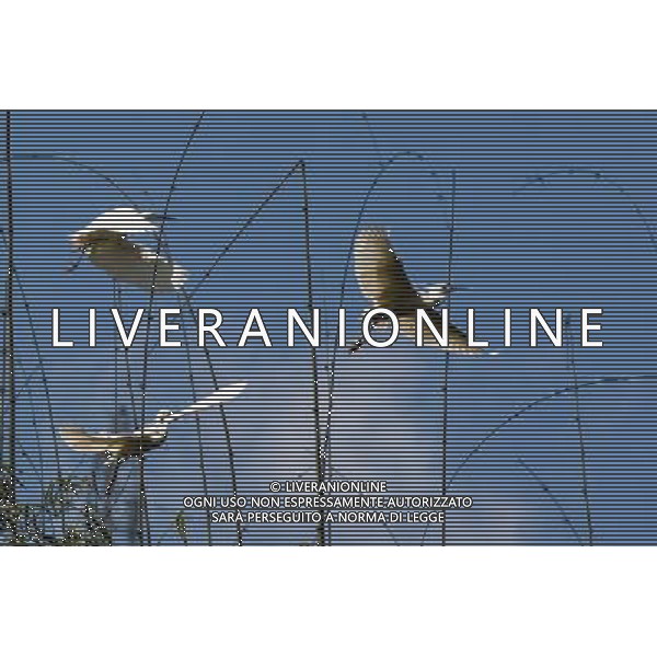 (130330) -- CHONGQING, March 30, 2013 () -- Waterfowls are seen in the Three Gorges Reservoir in Yunyang County in southwest China\'s Chongqing, March 26, 2013. Improved environment near the reservoir has allowed superb conditions for birds to live. (/Chen Jianhua) (zc) ©photoshot/AGENZIA ALDO LIVERANI SAS - ITALY ONLY - Con lo scioglimento dei ghiacci molti uccelli migratori hanno cominciato a tornare nelle riserve in Cina nord-occidentale, 29 marzo 2013.