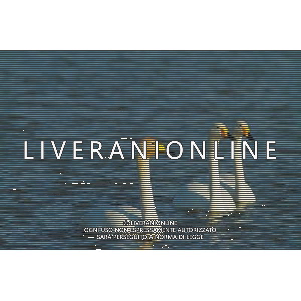 (130330) -- CHONGQING, March 30, 2013 () -- Waterfowls swim in the Three Gorges Reservoir in Yunyang County in southwest China\'s Chongqing, March 28, 2013. Improved environment near the reservoir has allowed superb conditions for birds to live. (/Chen Jianhua) (zc) ©photoshot/AGENZIA ALDO LIVERANI SAS - ITALY ONLY - Con lo scioglimento dei ghiacci molti uccelli migratori hanno cominciato a tornare nelle riserve in Cina nord-occidentale, 29 marzo 2013.