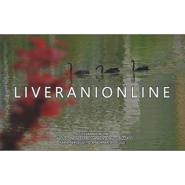 (130330) -- CHONGQING, March 30, 2013 () -- Waterfowls swim in the Three Gorges Reservoir in Yunyang County in southwest China\'s Chongqing, March 30, 2013. Improved environment near the reservoir has allowed superb conditions for birds to live. (/Chen Jianhua) (zc) ©photoshot/AGENZIA ALDO LIVERANI SAS - ITALY ONLY - Con lo scioglimento dei ghiacci molti uccelli migratori hanno cominciato a tornare nelle riserve in Cina nord-occidentale, 29 marzo 2013.